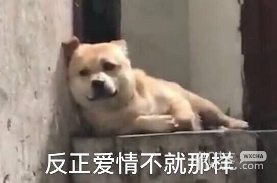 可爱搞笑情侣聊天专用微信表情包下载