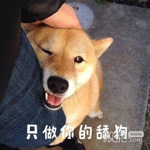 可爱搞笑情侣聊天专用微信表情包下载