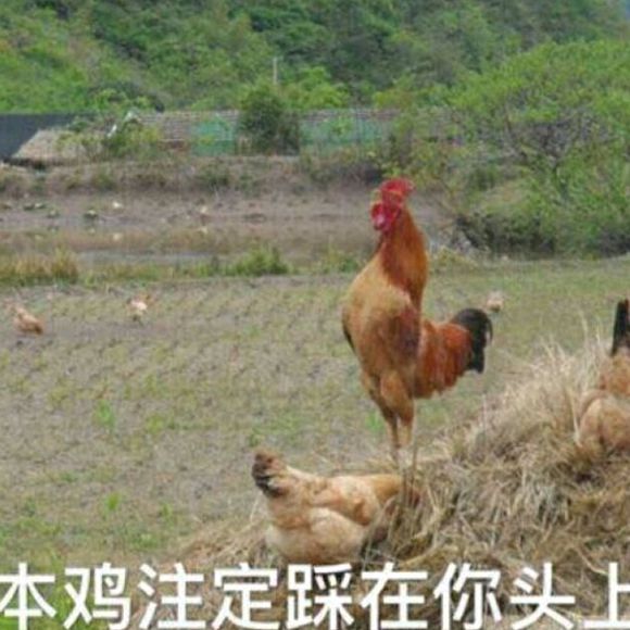 告辞恶搞群聊杂图微信表情包