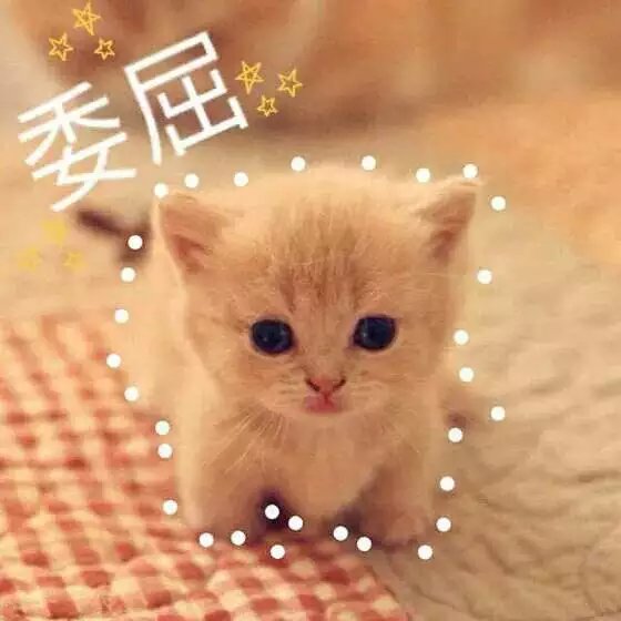 可爱萌萌哒的喵星人系列微信图片下载