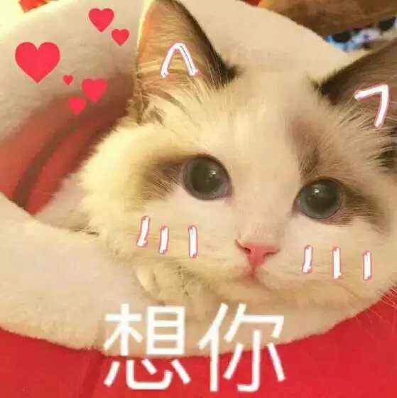 可爱萌萌哒的喵星人系列微信图片下载