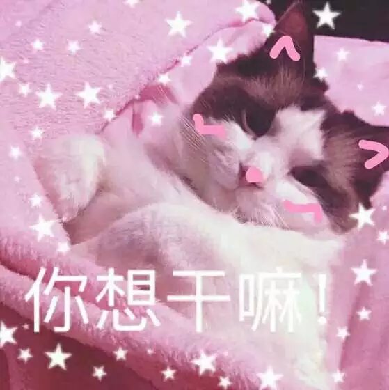 可爱萌萌哒的喵星人系列微信图片下载