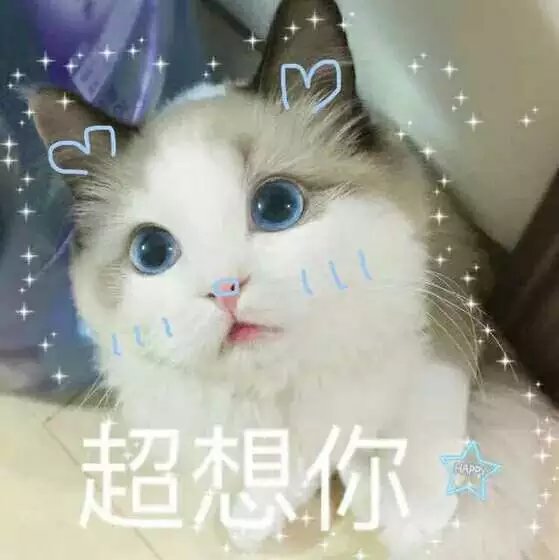 可爱萌萌哒的喵星人系列微信图片下载