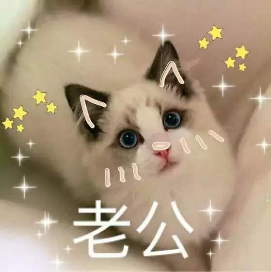 可爱萌萌哒的喵星人系列微信图片下载