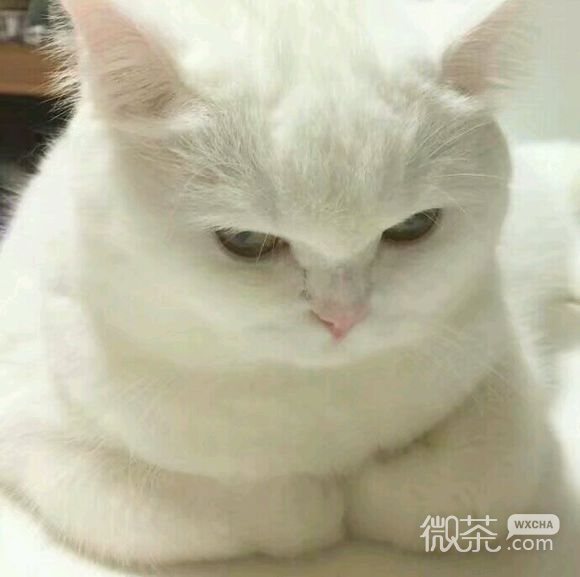 无奈微信恶搞群聊杂图表情包