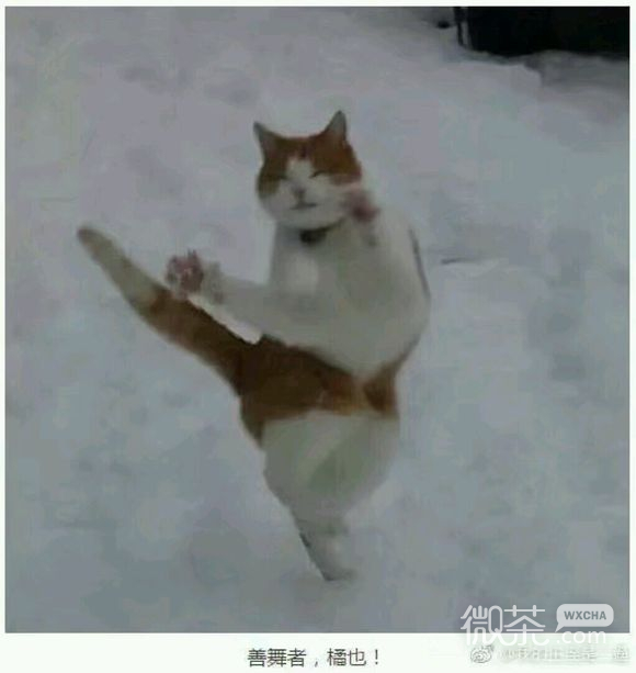 无奈微信恶搞群聊杂图表情包