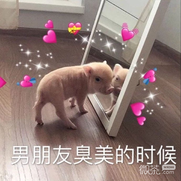 逗男友专用的微信带字猪猪表情包下载