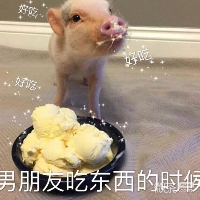 逗男友专用的微信带字猪猪表情包下载