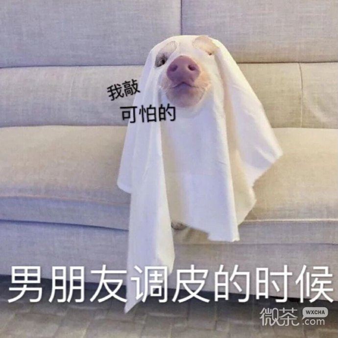 逗男友专用的微信带字猪猪表情包下载