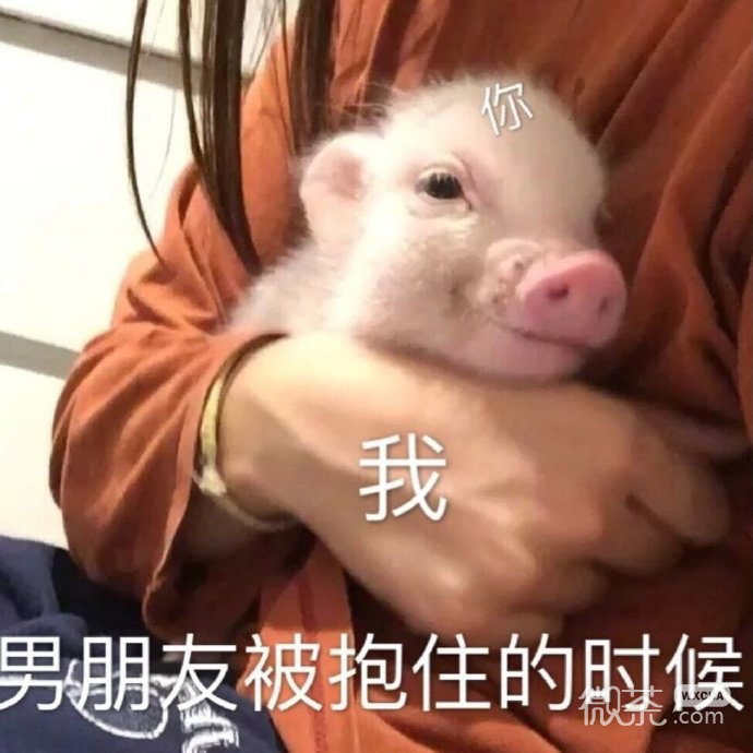 逗男友专用的微信带字猪猪表情包下载