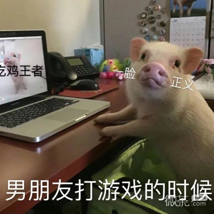 逗男友专用的微信带字猪猪表情包下载