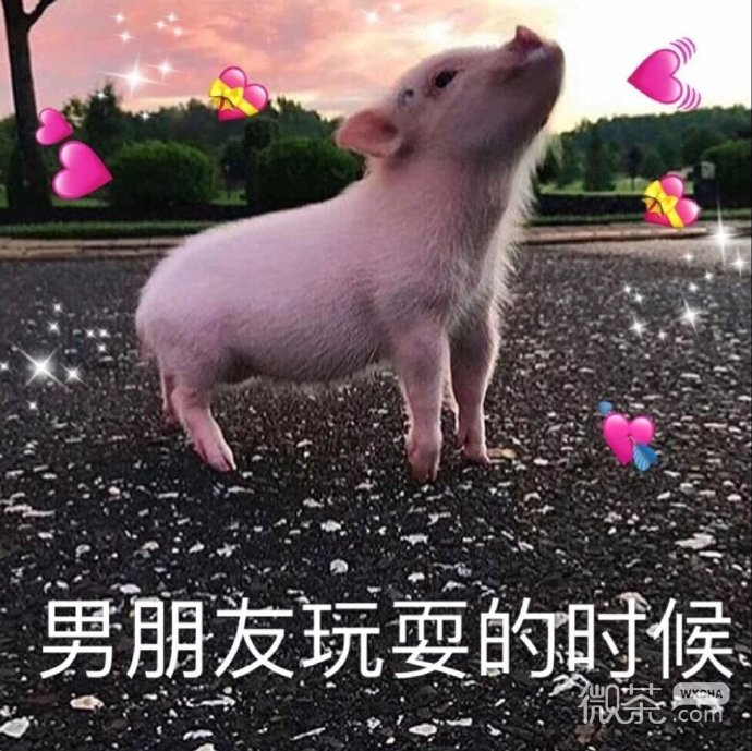 逗男友专用的微信带字猪猪表情包下载
