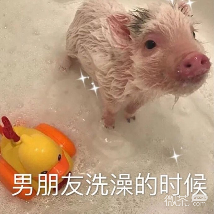 逗男友专用的微信带字猪猪表情包下载