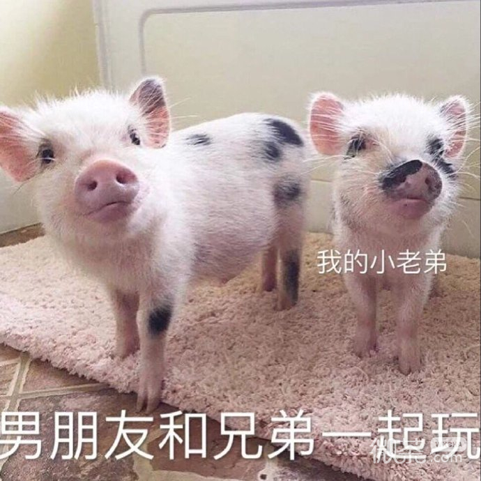 逗男友专用的微信带字猪猪表情包下载