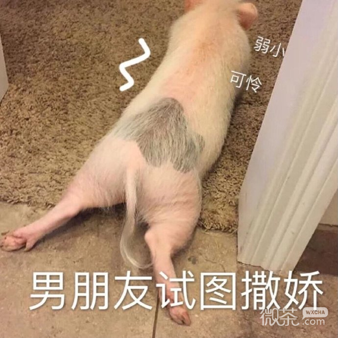 逗男友专用的微信带字猪猪表情包下载