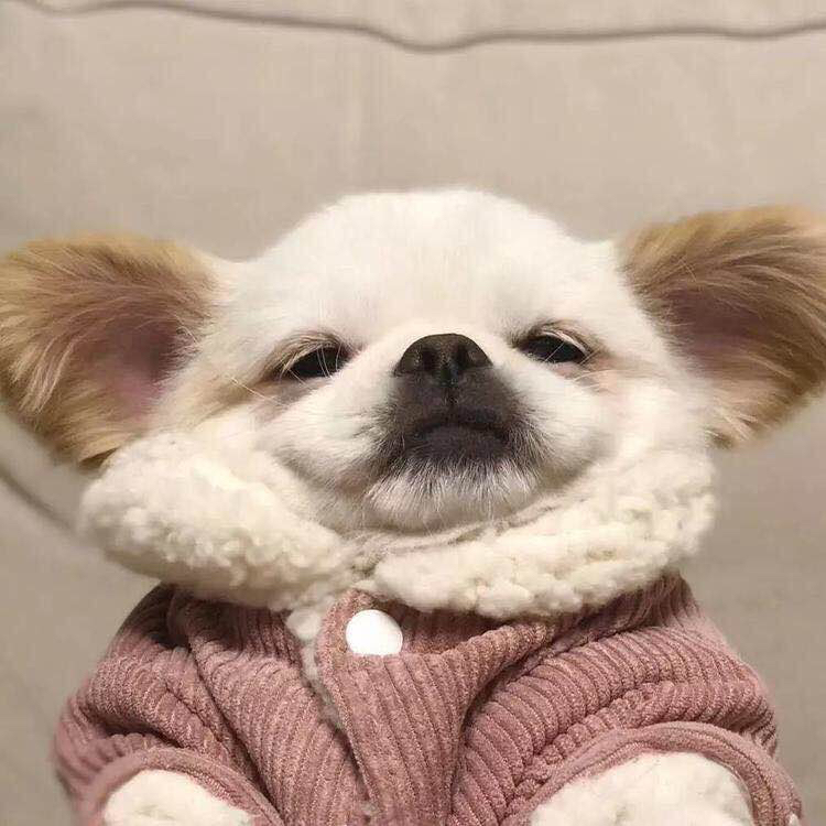 微信恶搞逗比傻屌头像