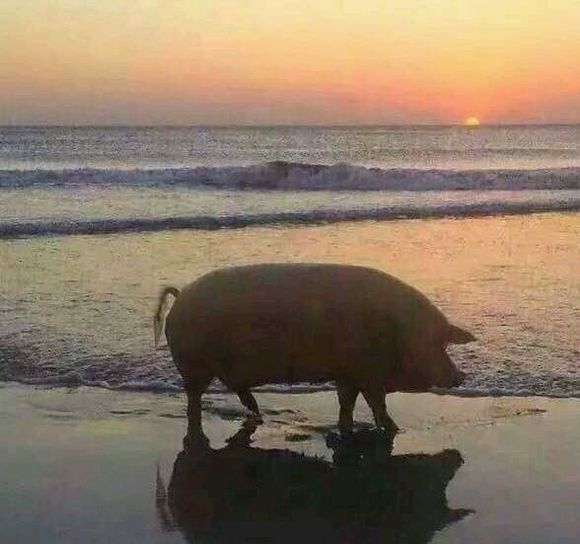 欲言又止微信恶搞表情包