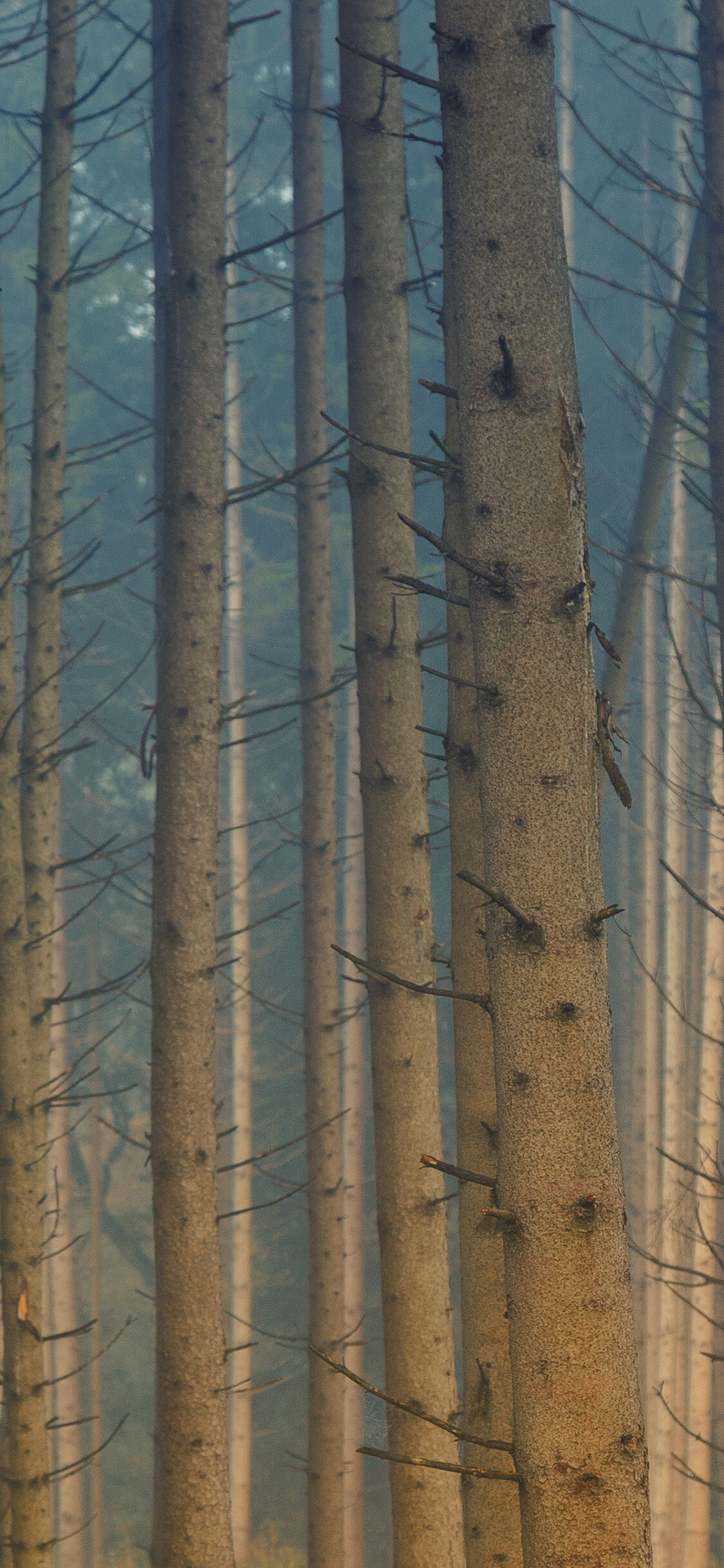 清新梦幻风景静物手机壁纸