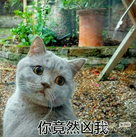 识破微信恶搞群聊杂图表情包