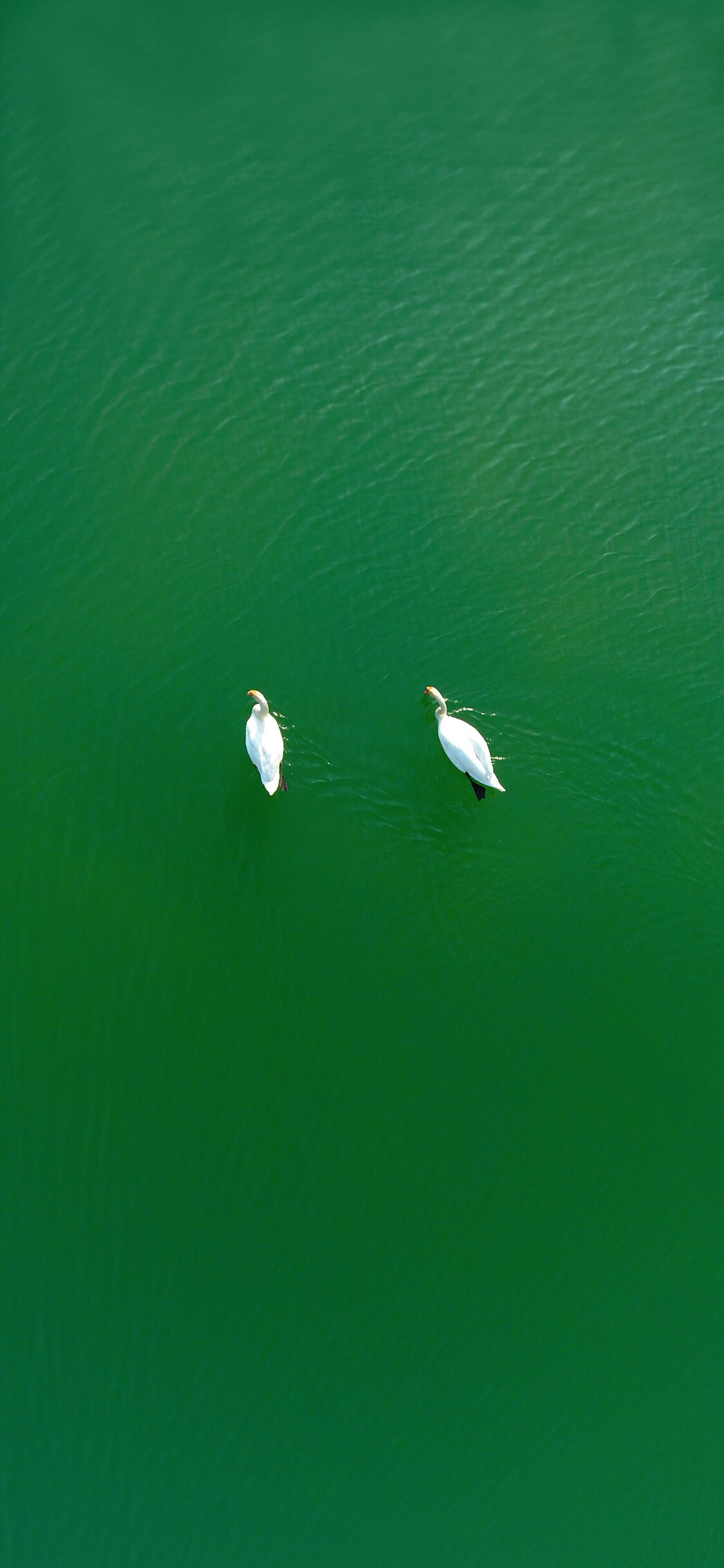 清新梦幻风景静物手机壁纸