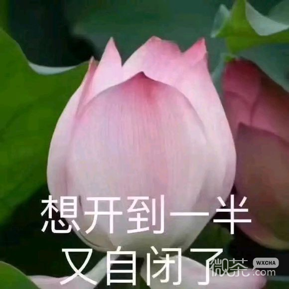 卑微恶搞微信表情包