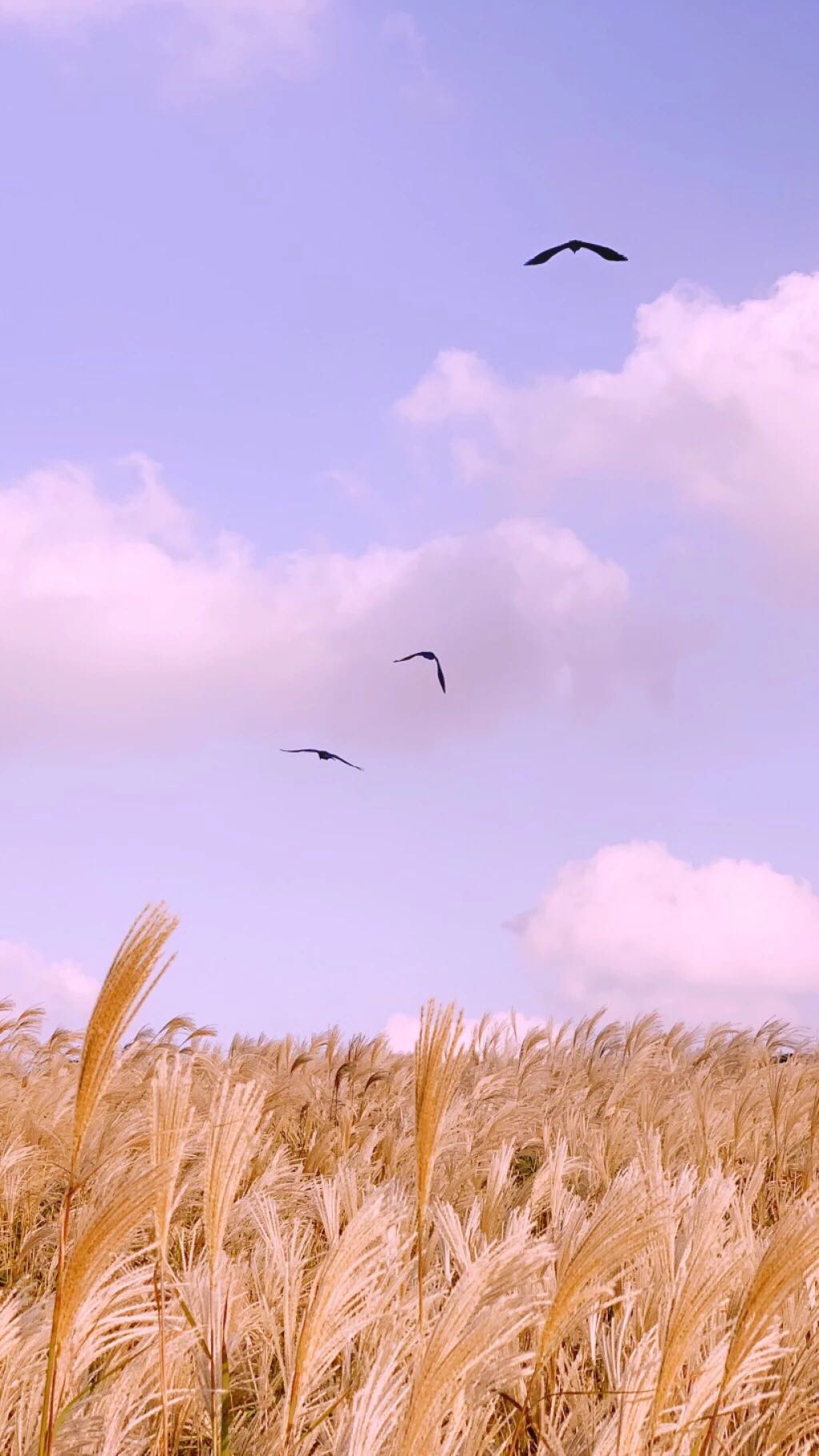 唯美小清新手机壁纸