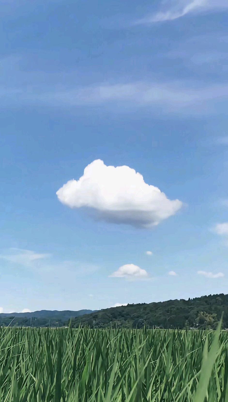 唯美小清新手机壁纸