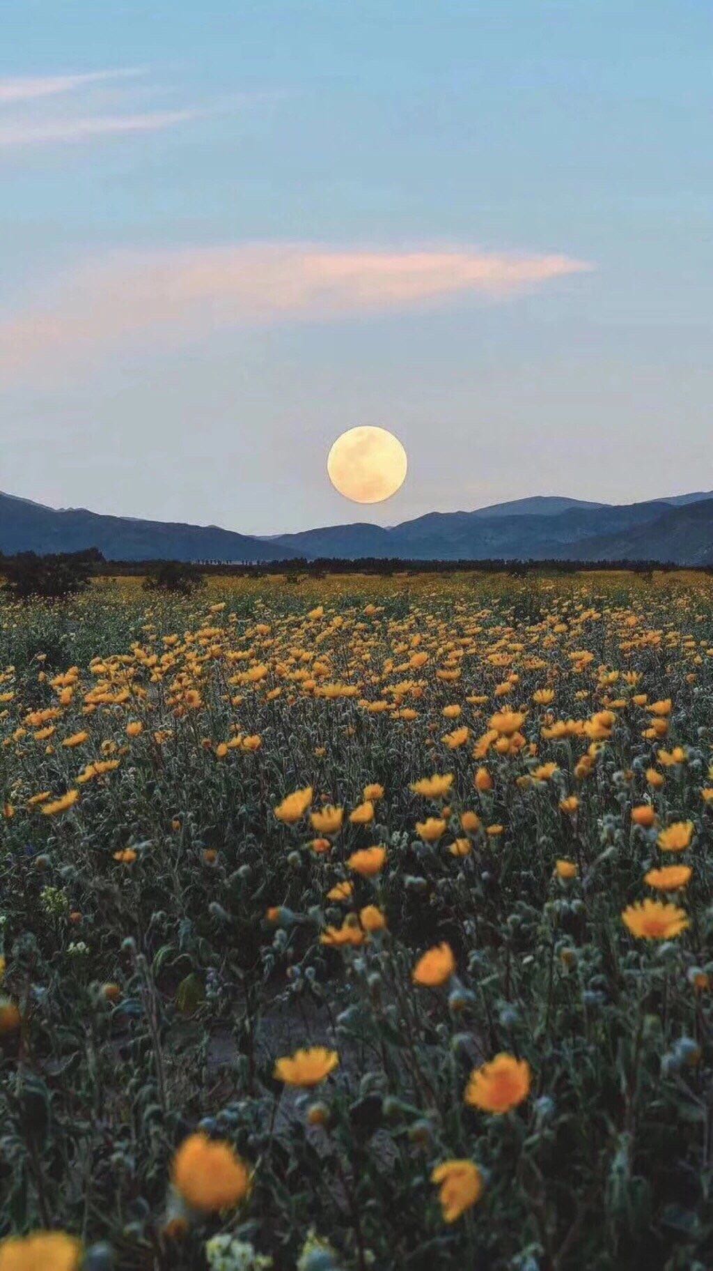 唯美小清新手机壁纸