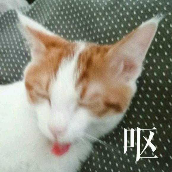 没想到吧微信恶搞群聊杂图表情包