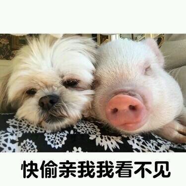 微信近期斗图恶搞表情包2019/7/17（二）