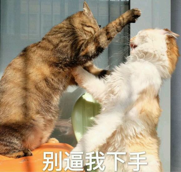 微信近期斗图恶搞表情包2019/7/17（二）