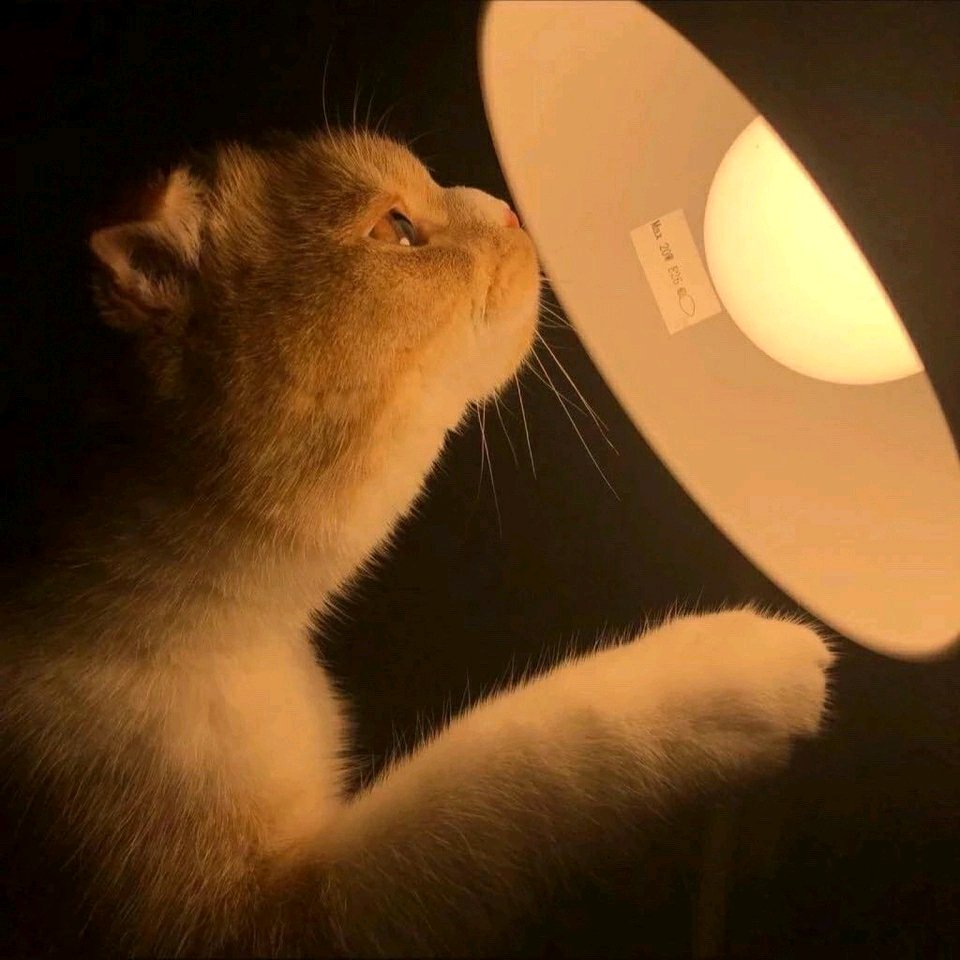 微信小清新佛系女头