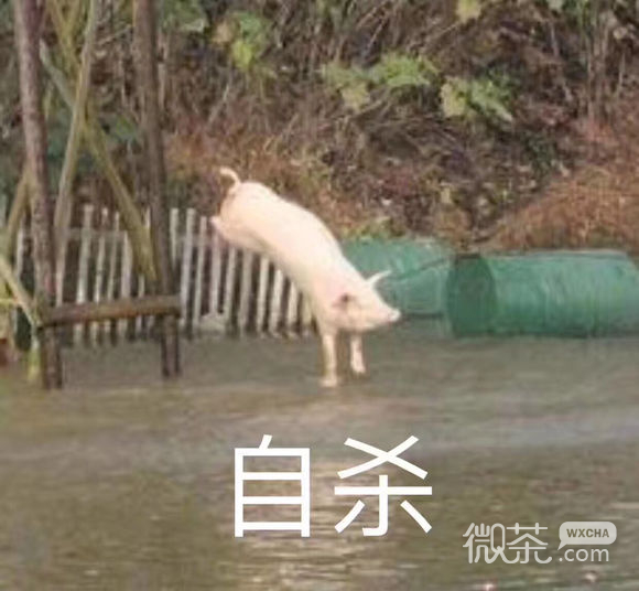 绝望微信恶搞表情包