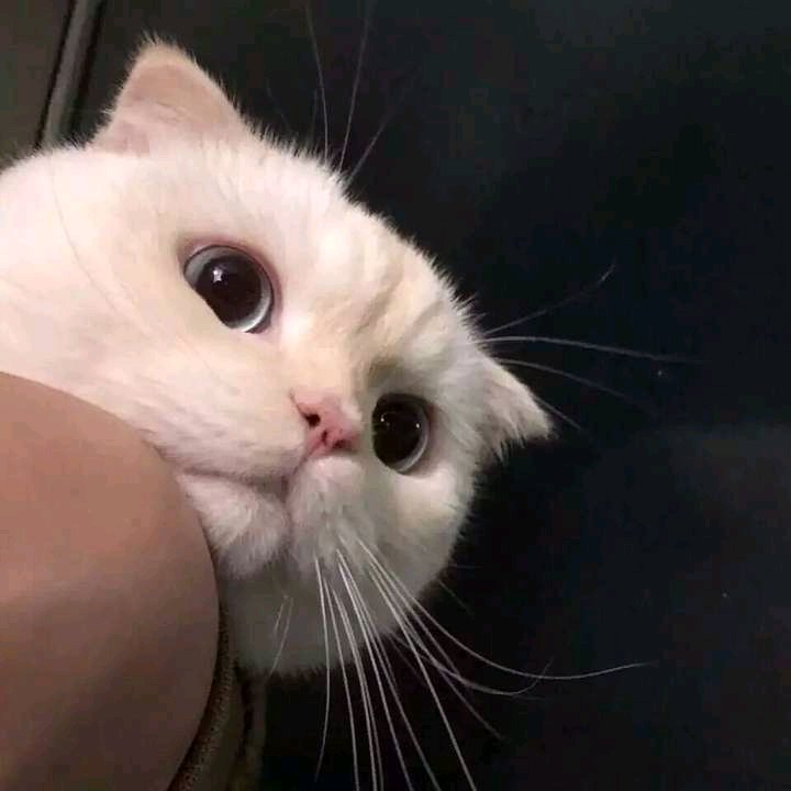 微信粉嫩气质时尚女头