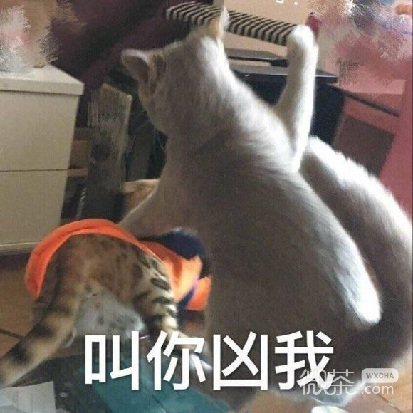 微信近期斗图恶搞表情包2019/7/26