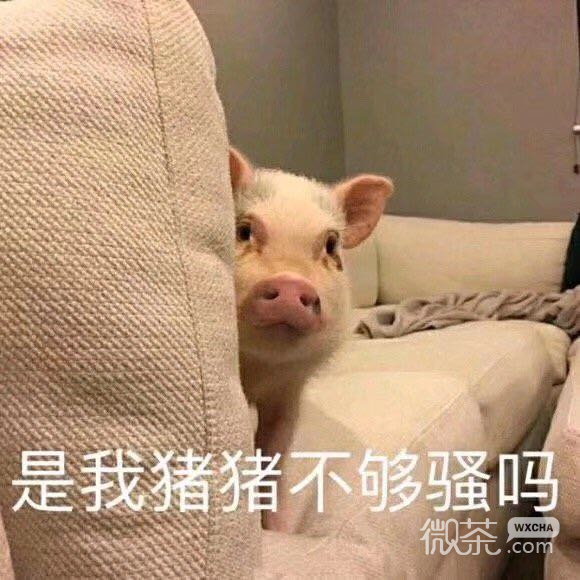 微信近期斗图恶搞表情包2019/7/26