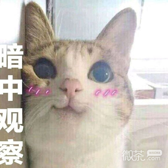 抱拳了微信恶搞群聊杂图表情包