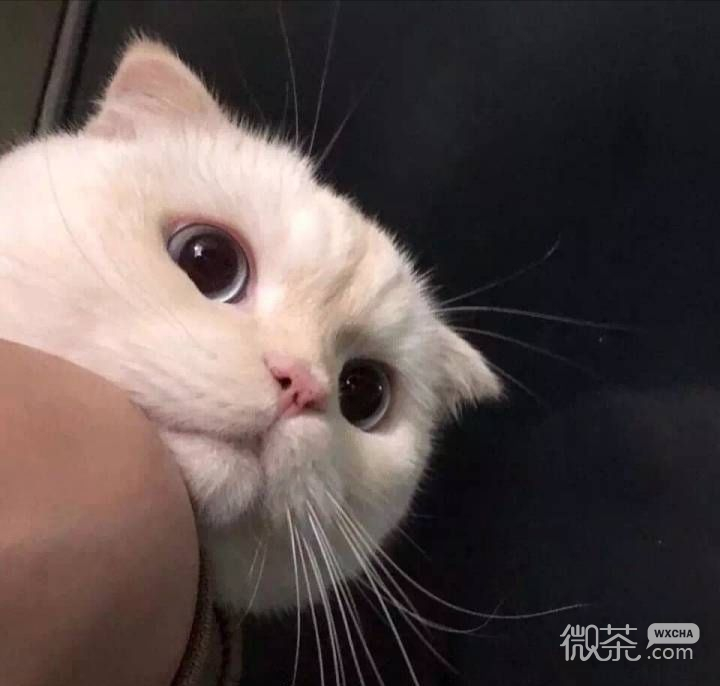 微信粉嫩简约情侣头像