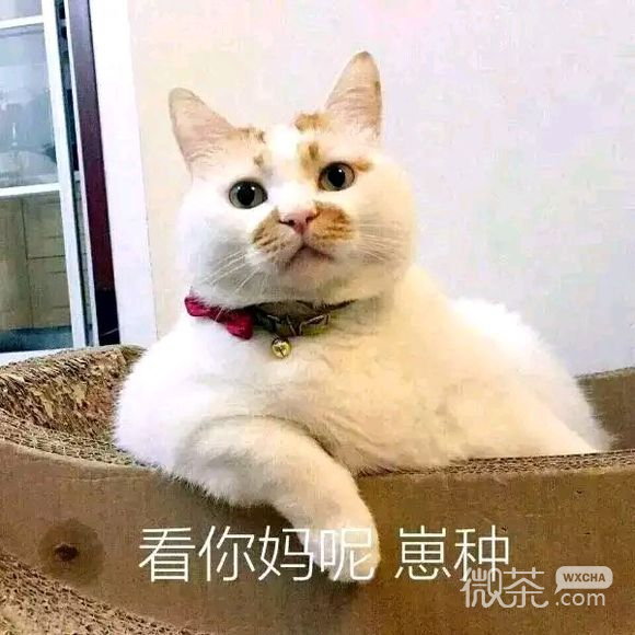 投降微信恶搞群聊杂图表情包