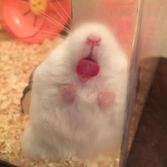 微信逗比沙雕头像