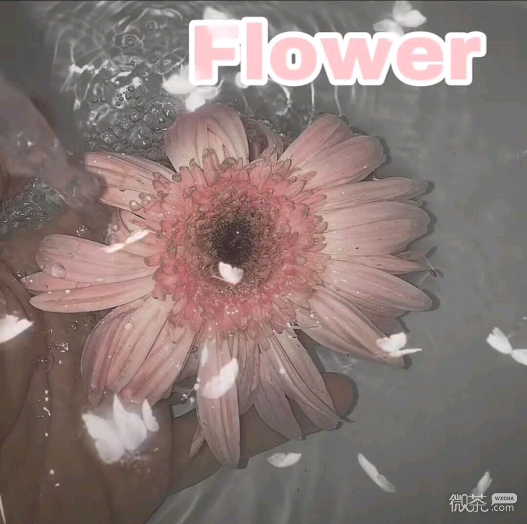 微信清新好看风景静物朋友圈配图