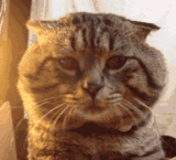 微信近期斗图恶搞表情包2019/8/2（二）