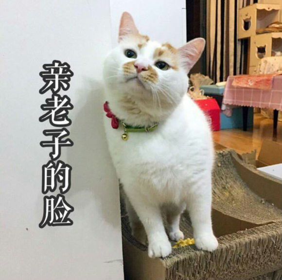 微信近期斗图恶搞表情包2019/8/2