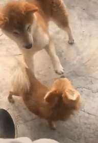 世界再见微信恶搞群聊杂图表情包