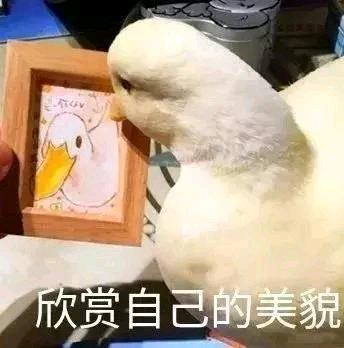 微信近期斗图恶搞表情包2019/8/5（二）