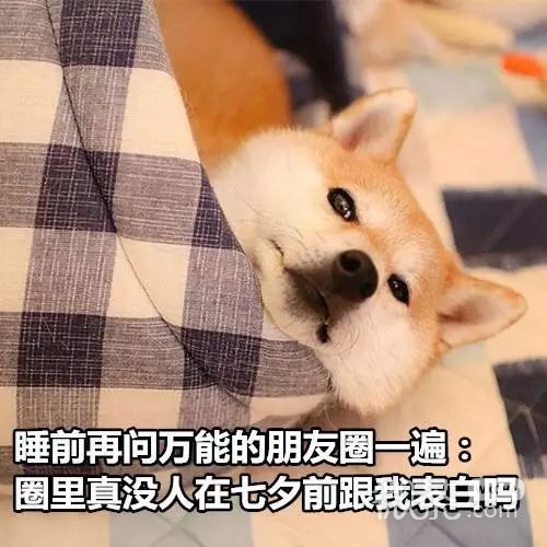 近期微信最新热门群聊斗图表情包下载