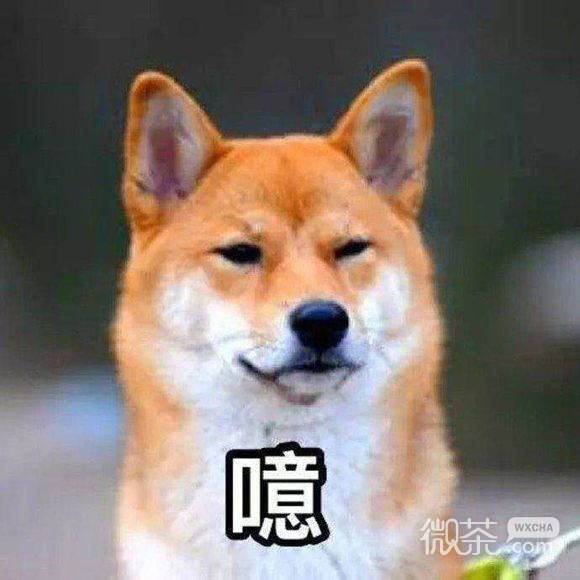 好气哦微信恶搞群聊杂图表情包