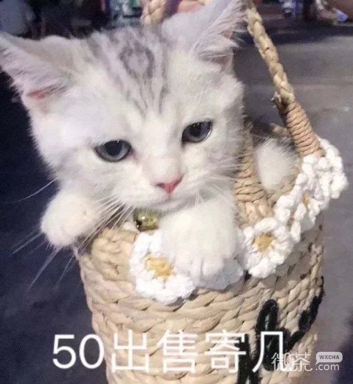 微信每日爆笑沙雕表情包套图下载