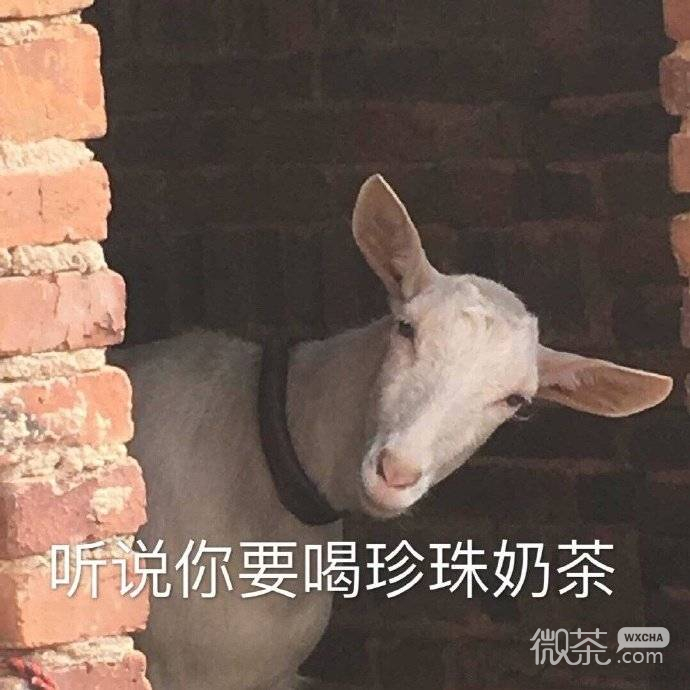 微信每日爆笑沙雕表情包套图下载
