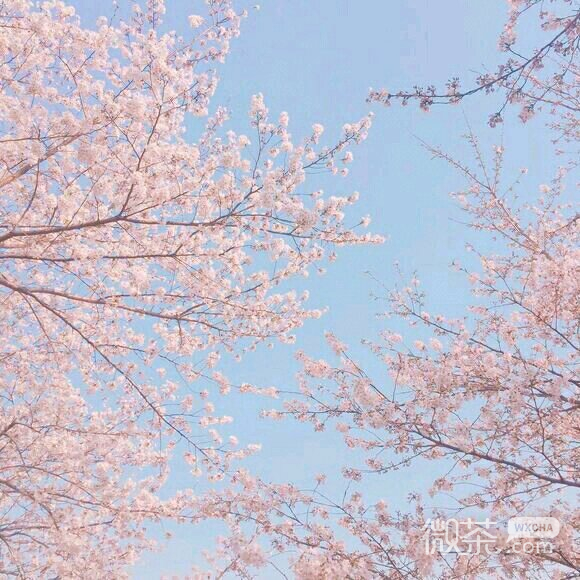 唯美风景静物微信朋友圈配图